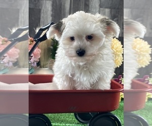 Morkie Puppy for sale in CANOGA, NY, USA