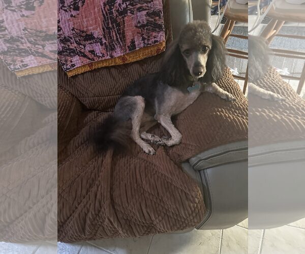 Medium Photo #2 Poodle (Miniature) Puppy For Sale in Rancho Cordova, CA, USA