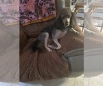 Small #1 Poodle (Miniature)