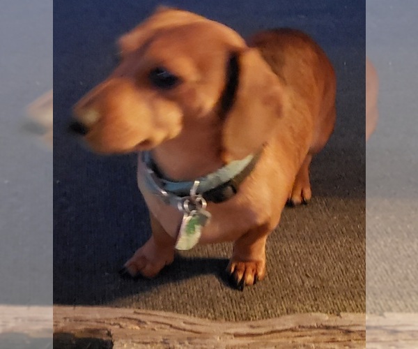 Medium Photo #1 Dachshund Puppy For Sale in CEDAR RAPIDS, IA, USA