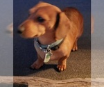 Small Photo #1 Dachshund Puppy For Sale in CEDAR RAPIDS, IA, USA