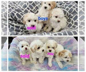 Maltipoo Puppy for sale in FERNLEY, NV, USA