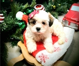 ShihPoo Puppy for sale in EAST STROUDSBURG, PA, USA