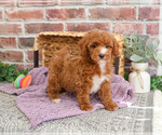 Small #7 Poodle (Miniature)
