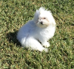 Mother of the Maltese puppies born on 12/20/2016