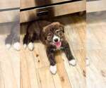Small #1 Australian Shepherd