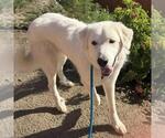 Small #1 Great Pyrenees