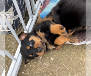 Rottweiler Puppy for sale in CLOVER, SC, USA