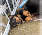 Small Photo #1 Rottweiler Puppy For Sale in CLOVER, SC, USA