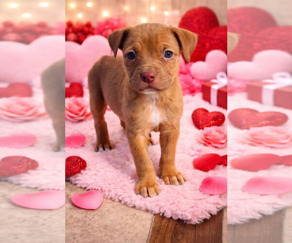 Medium Photo #1 Mutt Puppy For Sale in Claremore, OK, USA