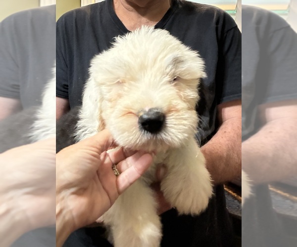 Medium Photo #2 Old English Sheepdog Puppy For Sale in OXFORD, MS, USA