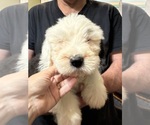 Small #1 Old English Sheepdog