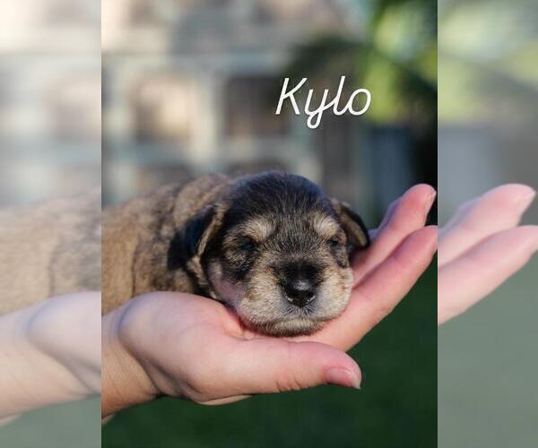 Medium Photo #1 Schnauzer (Miniature) Puppy For Sale in LEHIGH ACRES, FL, USA