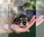 Puppy Kylo Schnauzer (Miniature)