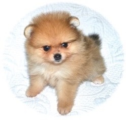 Pomeranian Puppy for sale in DEARBORN HEIGHTS, MI, USA