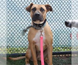 American Staffordshire Terrier-Unknown Mix Dogs for adoption in San Antonio, TX, USA