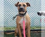 Small American Staffordshire Terrier Mix