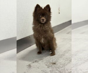 Pomeranian Dogs for adoption in Studio City, CA, USA