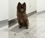 Small Pomeranian