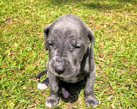 Medium Photo #1 Great Dane Puppy For Sale in BRUNSWICK, GA, USA