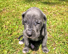 Small Photo #1 Great Dane Puppy For Sale in BRUNSWICK, GA, USA