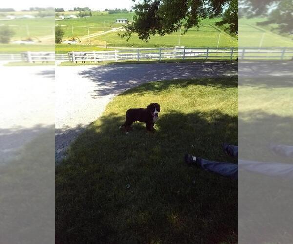 Medium Photo #4 Bernese Mountain Dog Puppy For Sale in SUGARCREEK, OH, USA