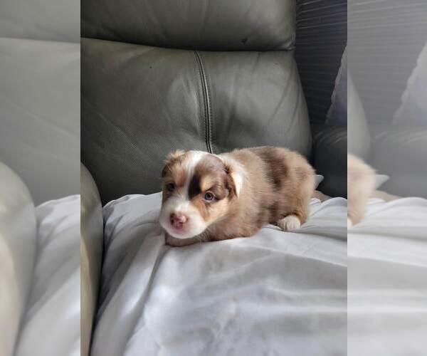 Medium Photo #2 Miniature Australian Shepherd Puppy For Sale in WILLIAMSBURG, CO, USA