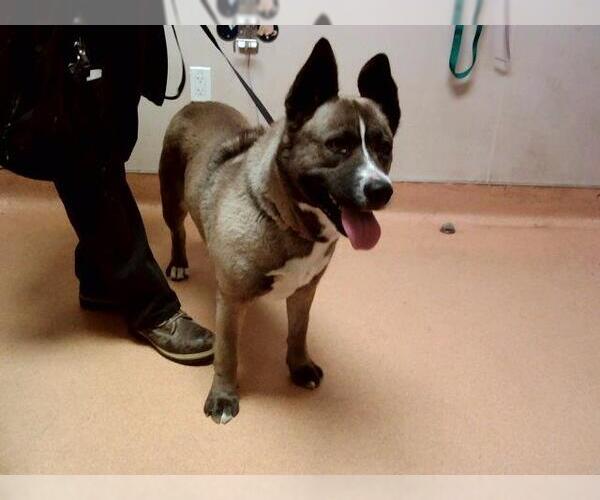 Medium Photo #1 Akita-Unknown Mix Puppy For Sale in Martinez, CA, USA