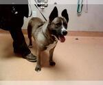 Small Akita Mix