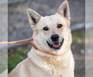 German Shepherd Dog-Siberian Husky Mix Dogs for adoption in Camarillo, CA, USA