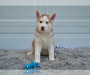 German Shepherd Dog-Siberian Husky Mix Puppy for sale in MILLERSBURG, OH, USA