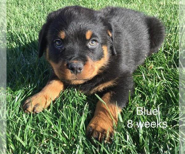 Medium Photo #2 Rottweiler Puppy For Sale in VICTORVILLE, CA, USA