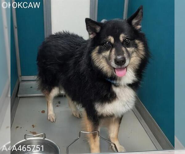 Medium Photo #1 Australian Shepherd-Unknown Mix Puppy For Sale in Oklahoma City, OK, USA