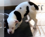 Small Photo #43 American Bulldog Puppy For Sale in INDEPENDENCE, MO, USA