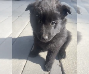 Belgian Sheepdog Dog for Adoption in REDWOOD CITY, California USA