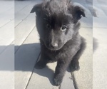 Small Belgian Sheepdog