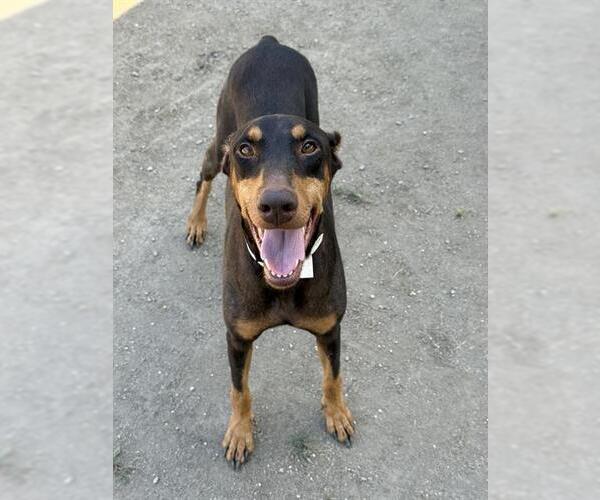 Medium Photo #1 Doberman Pinscher Puppy For Sale in Riverside, CA, USA