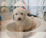 Small #10 Labradoodle