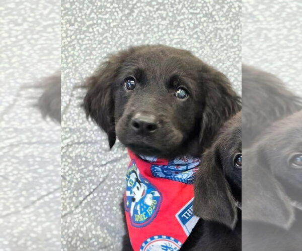 Medium Photo #2 Labrador Retriever-Unknown Mix Puppy For Sale in Lakewood, CO, USA
