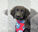 Small #1 Labrador Retriever Mix