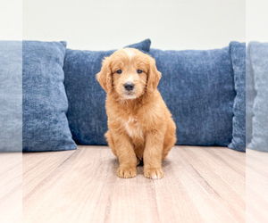 Medium Goldendoodle (Miniature)