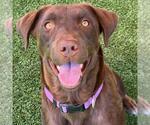 Small Labrador Retriever Mix