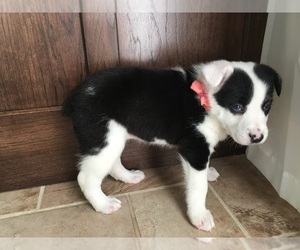 Border-Aussie Puppy for sale in COAL CITY, IN, USA