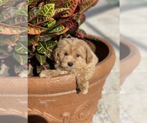 Maltese-Poodle (Toy) Mix Puppy for Sale in TAMPA, Florida USA