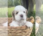 Small #2 Cocker Spaniel
