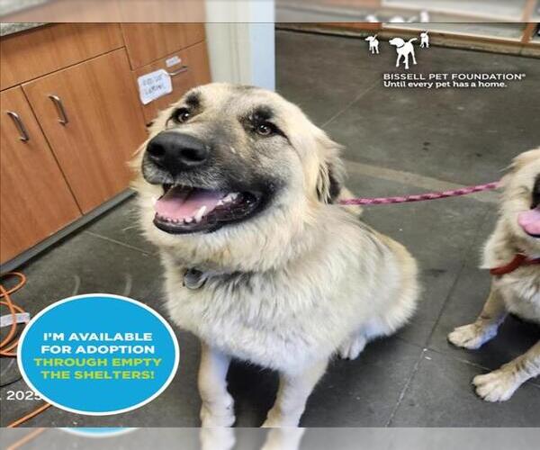 Medium Photo #1 Anatolian Shepherd-Unknown Mix Puppy For Sale in Santa Cruz, CA, USA