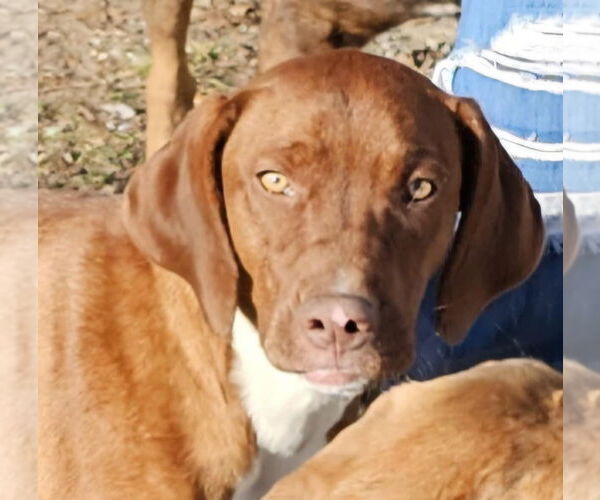 Medium Photo #3 Mutt Puppy For Sale in Farmerville, LA, USA