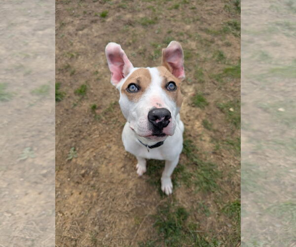 Medium Photo #4 Jack Russell Terrier-Unknown Mix Puppy For Sale in Calhoun, GA, USA