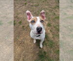 Small #3 Jack Russell Terrier Mix
