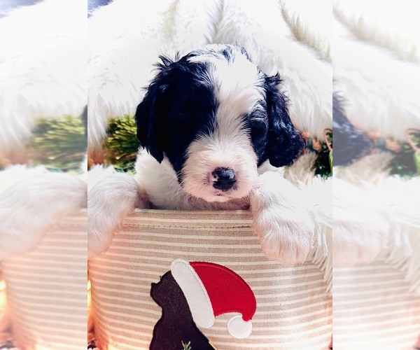 Medium Photo #12 Sheepadoodle Puppy For Sale in BUFFALO, MN, USA